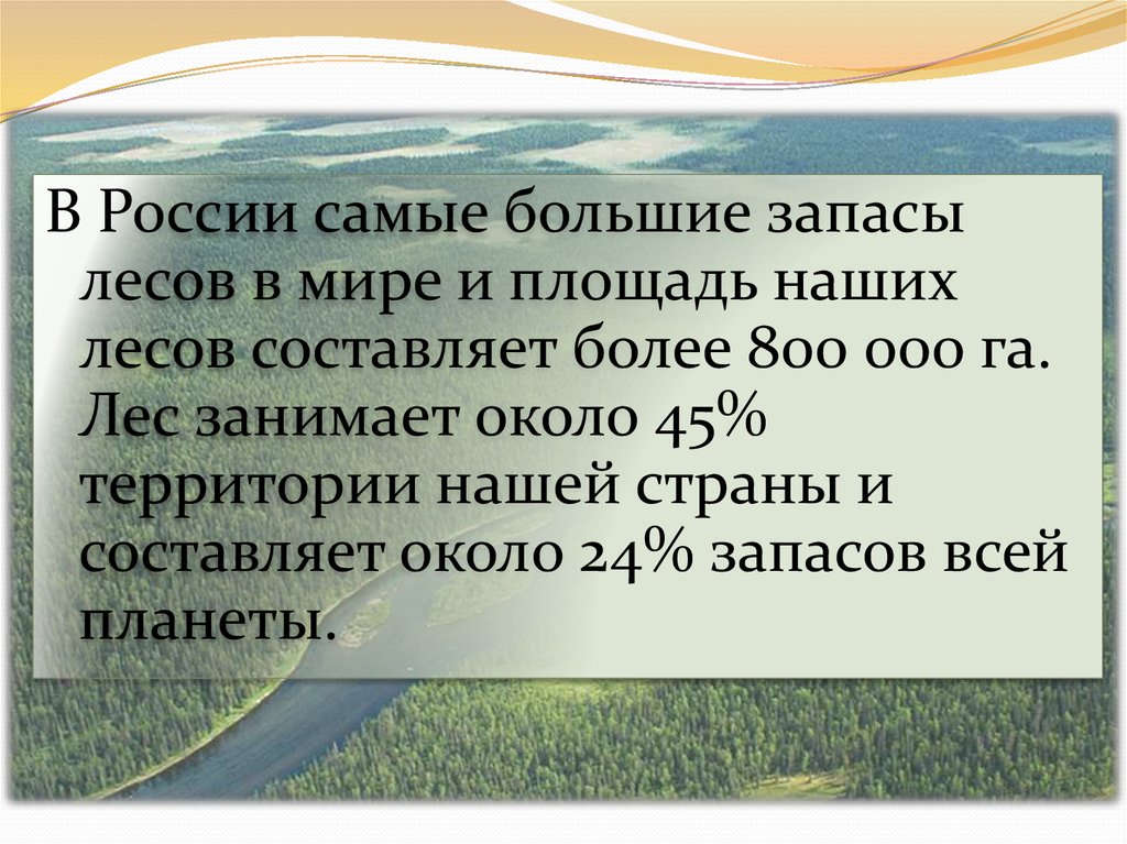 Леса занимают больше. Самую большую территорию занимают леса. Какие леса занимают самую большую территорию в России. Самая большая территория лесов занимает. Леса занимают больше территории России.