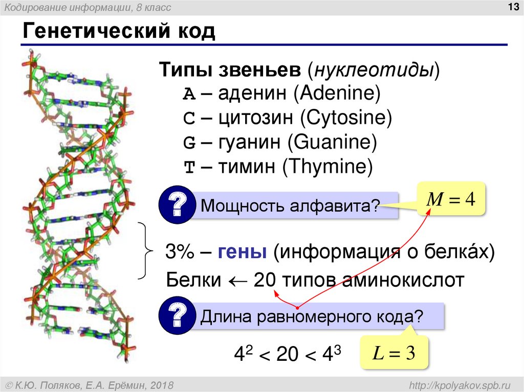 Белок кодируется. Принцип генетического кодирования. Принципы кодирования наследственной информации. Кодирование генетической информации. Генетическая информация кодируется.