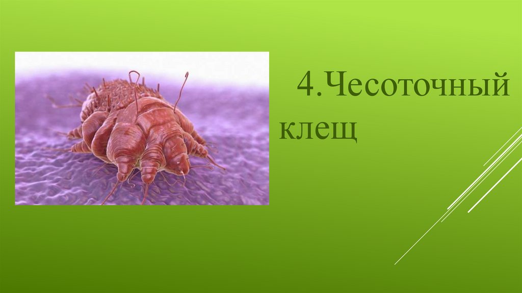 Презентация клещи 7 класс