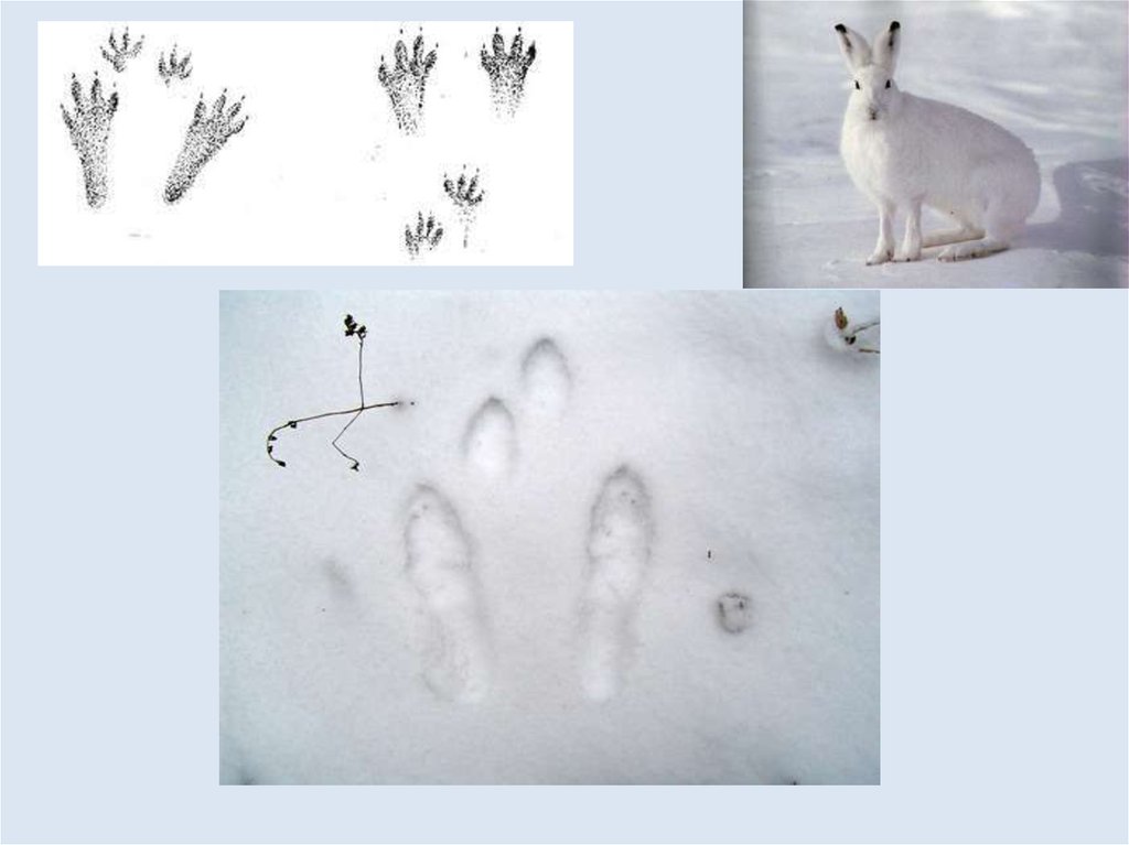 Заячьи и лисьи следы на снегу. Следы зайца лося волка лисы. Следы диких зверей зимой. Следы белки зайца и лисы. Следы волка,лисы,зайца зимой.