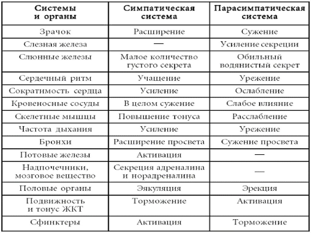 Парасимпатический отдел зрачки