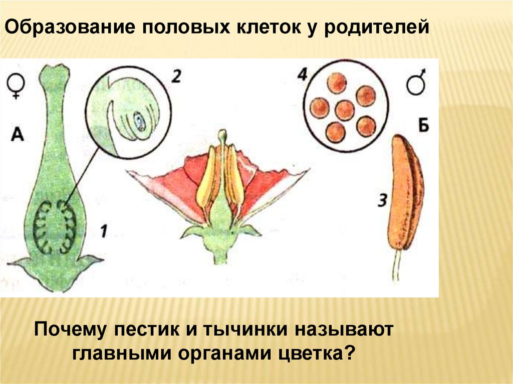 Органами размножения у цветка являются. Строение пестика и тычинки. Размножение пестики и тычинки. Пестик и тычинка оплодотворение. Размножение растений пестик тычинка.