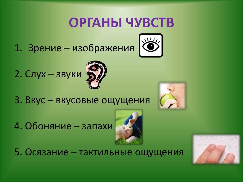 Виды органов чувств. Система органов чувств человека. Структура органов чувств.