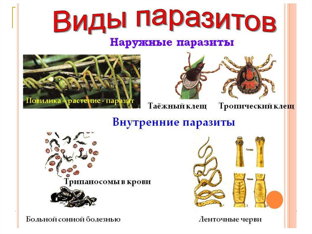 Чем наружные паразиты отличаются от. Внешние и внутренние паразиты. Внутренние и наружные паразиты животных.
