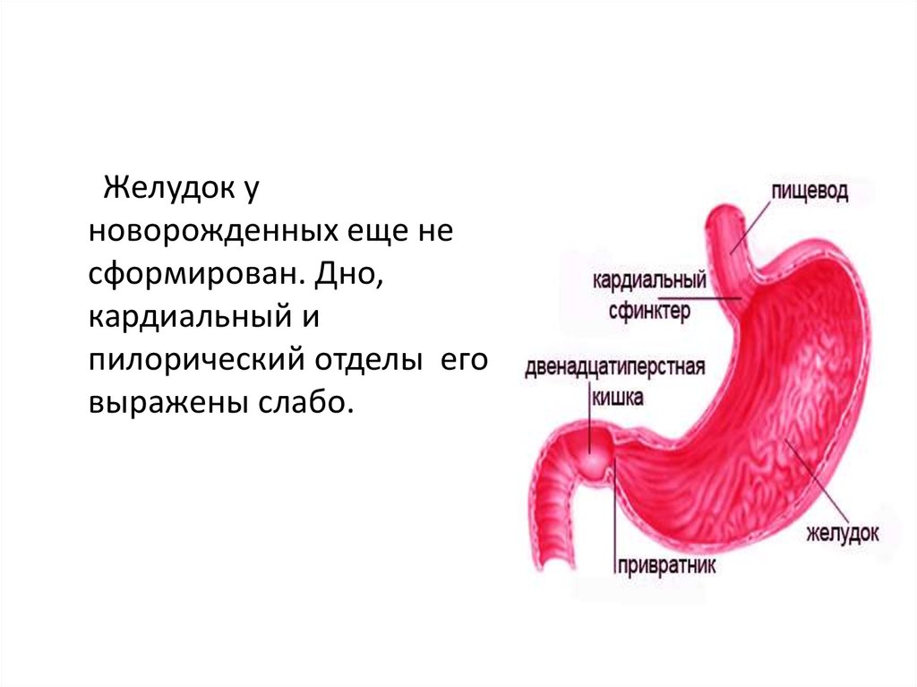 Кардиальный отдел пищевода. Пилорический отдел желудка анатомия. Пилорический сфинктер желудка. Кардиальный и пилорический отделы желудка. Пищевод и желудок анатомия.