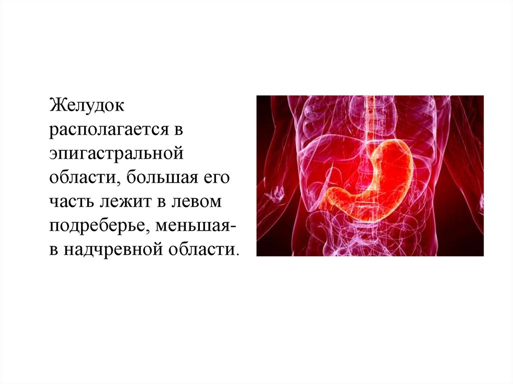 Топографическая анатомия желудка. Эпигастральная область пищевода. Анатомо-физиологические особенности пищевода. Симптомы язвы в эпигастральной области желудка и пищевода. Области жкт