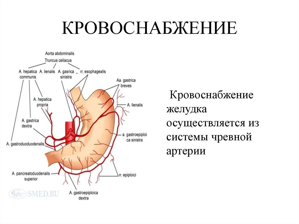 Кардиальный латынь. Иннервация желудка топографическая анатомия. Кровоснабжение желудка анатомия схема. Левая желудочная артерия топографическая анатомия. Желудочно сальниковая артерия.