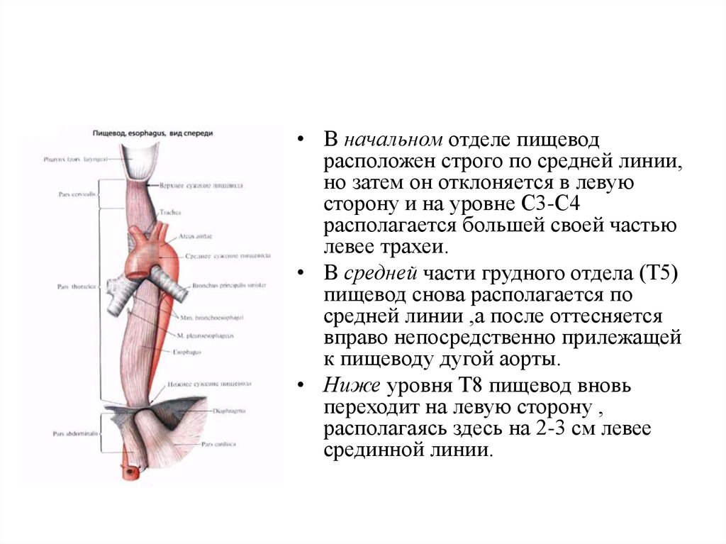 Схема пищевода человека