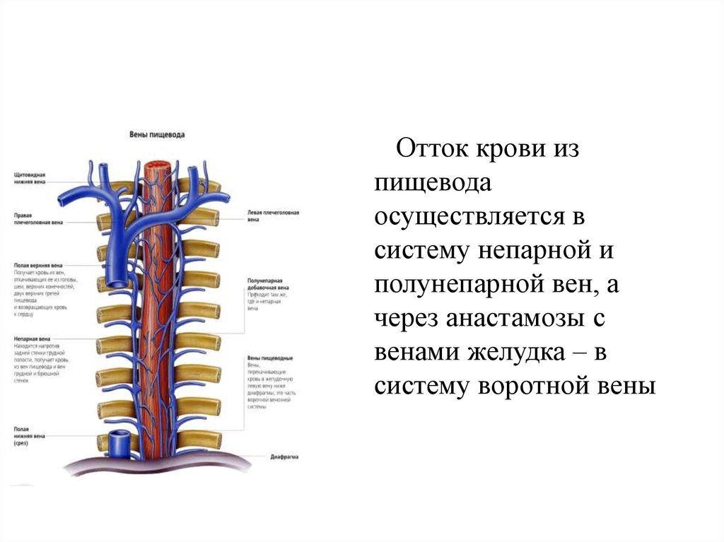 Непарная вена. Полунепарная Вена анатомия. Непарная Вена топографическая анатомия. Непарная Вена топография. Полунепарная Вена топография.