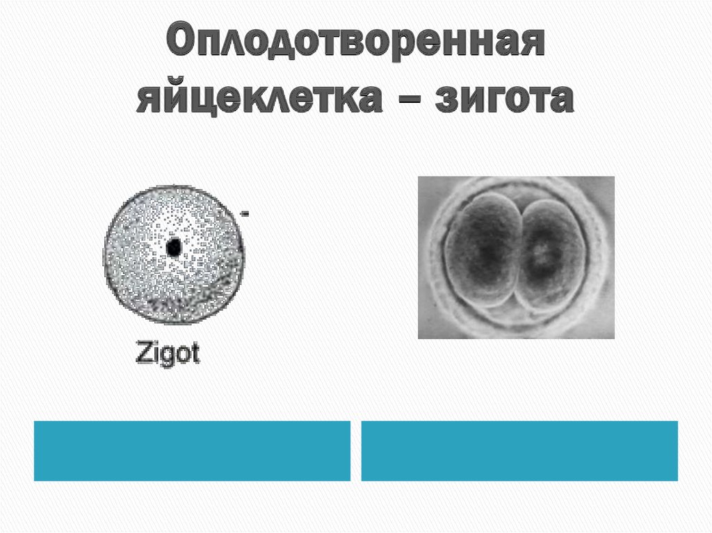 Оплодотворенная яйцеклетка называется