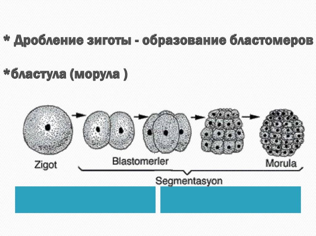 Дробление и образование бластулы. Бластомеры морулы. Стадии дробления образование морулы. Типы дробления бластомеры морула.