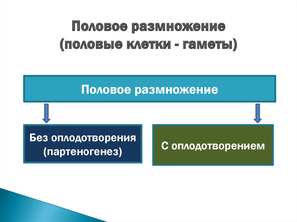 Презентация размножение человека