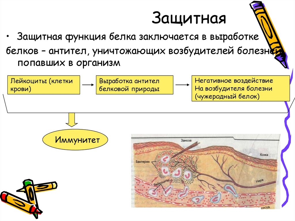 Защитная функция. Белки защитная функция. В чём заключается защитная функция белков. Функции белков защитная функция. Функции белков защитные белки.