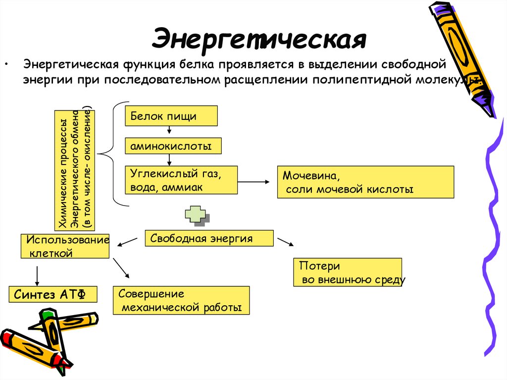 Энергетическая функция белков. Энергетическая роль белка. Энергетическая функция белков в организме человека. Энергетическая функция белков примеры.