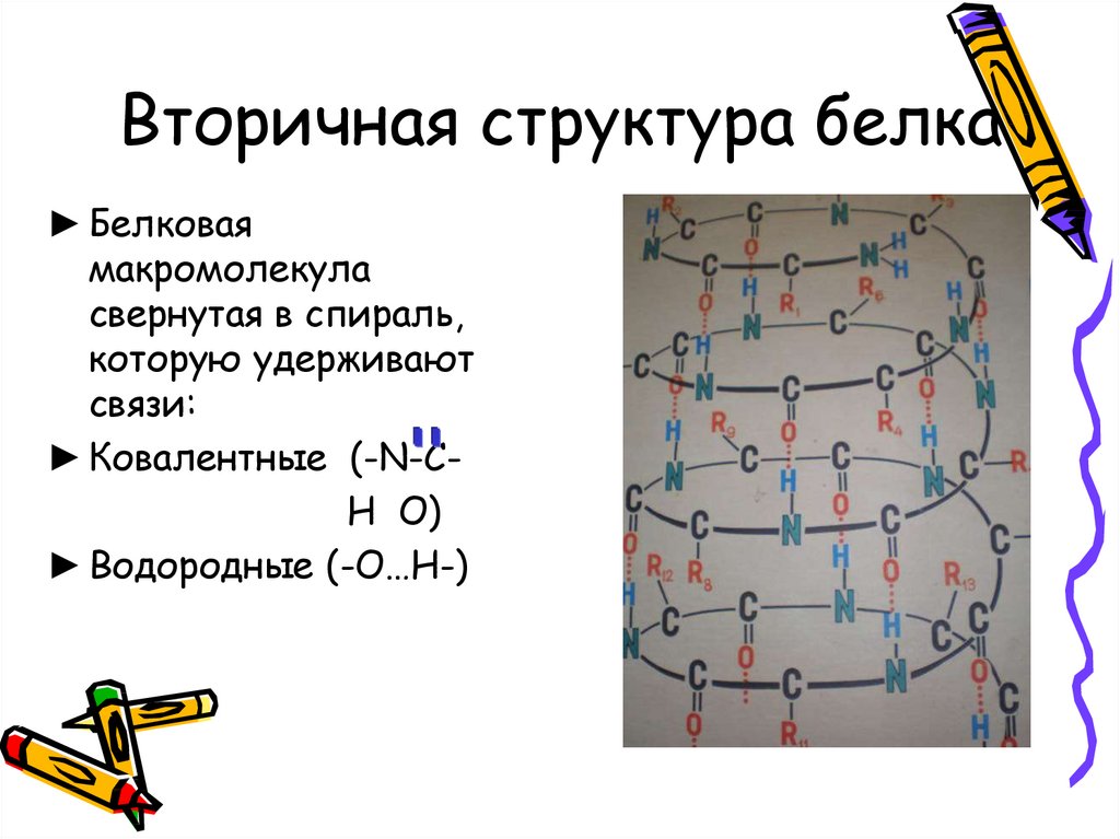 Вторичная структура белков