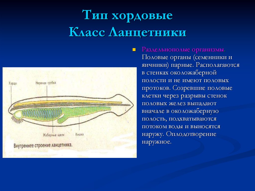 Класс ланцетники презентация