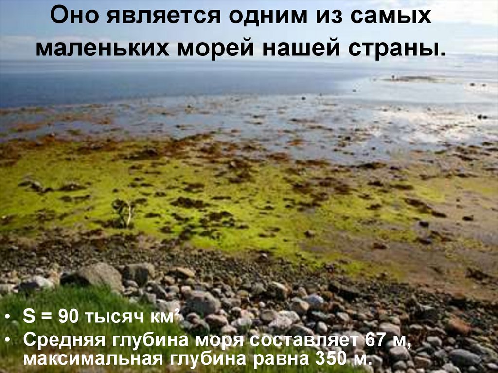 Сообщение о белом море. Максимальная глубина белого моря. Средняя глубина белого моря. Рассказ о белом море. Белое море Россия презентация.