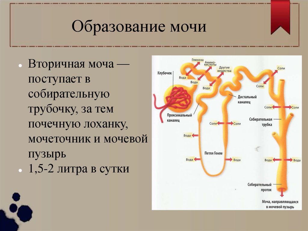 Процессы диуреза. Первичная и вторичная моча. Процесс выделения мочи.