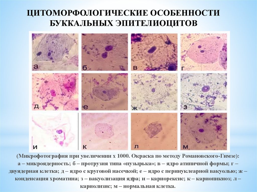 Образцы буккального эпителия