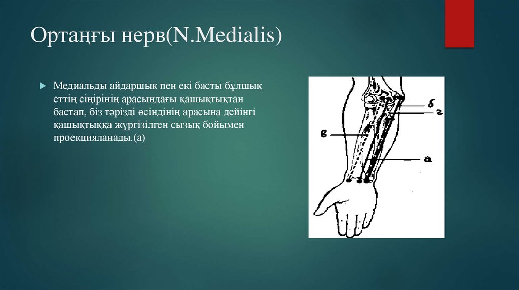 Ортаңғы нерв(N.Medialis)