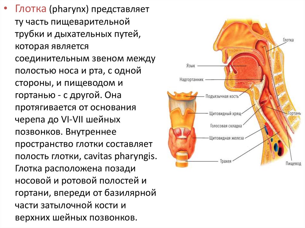 Где находится горло