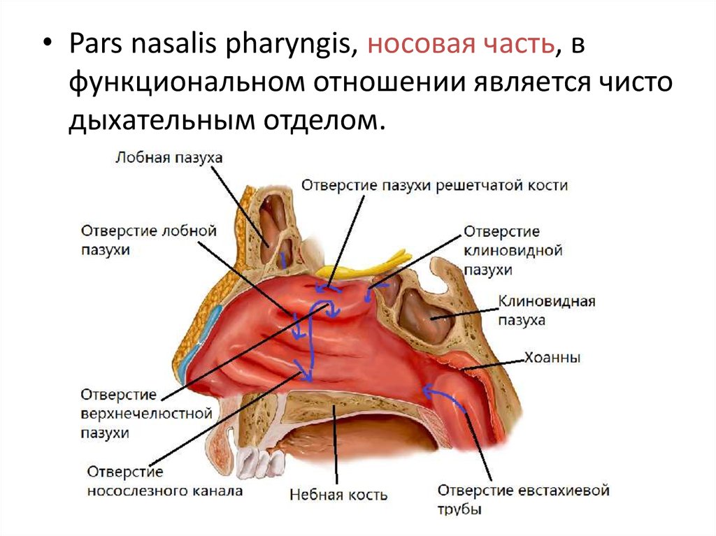 Анатомия носа и околоносовых пазух презентация