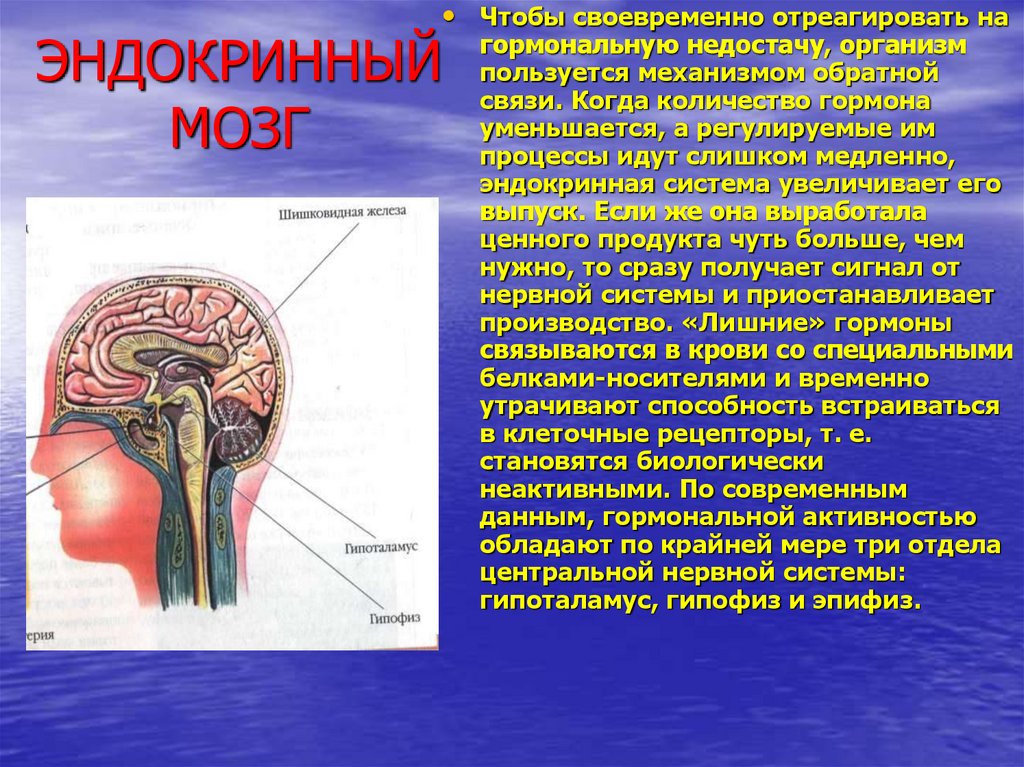Гипофиз эндокринная железа. Гипофиз эпифиз таламус. Таламус гипоталамус эпифиз. Строение головного мозга гипофиз. Гипофиз гипоталамус эпифиз гормоны.