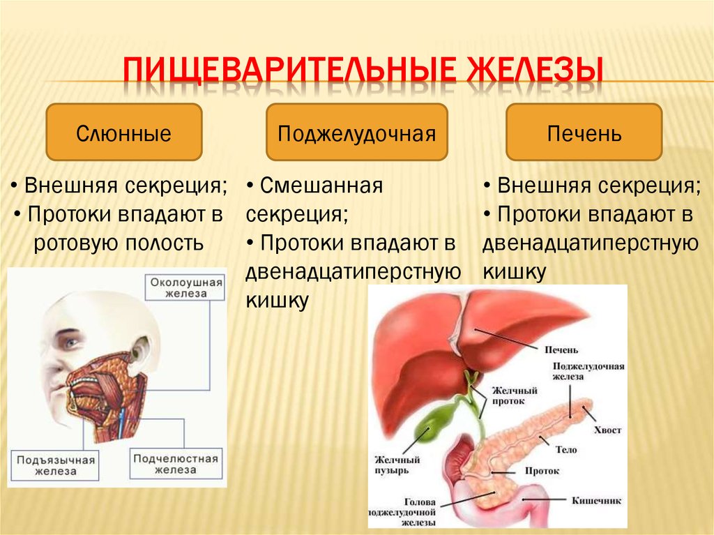 Роль печени и поджелудочной железы. Анатомическое строение пищеварительной системы человека. Пищеварительные железы строение. Железы внешней секреции пищеварительной системы. Пищеварительные железы печень и поджелудочная железа.
