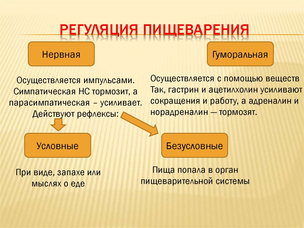 Участие в делении. Нервная и гуморальная регуляция пищеварения. Нейро гумморалтная регуояция пищеварения. Нервная регуляция пищеварения схема. Схема нервной и гуморальной регуляции пищеварения.