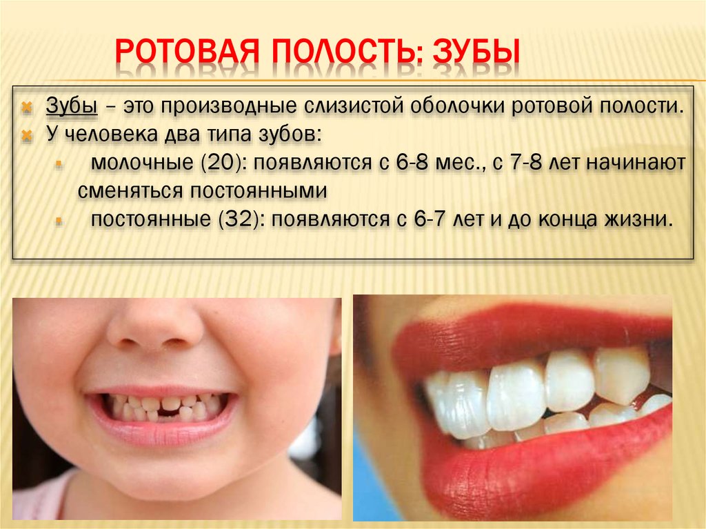 Ротовая полость: зубы