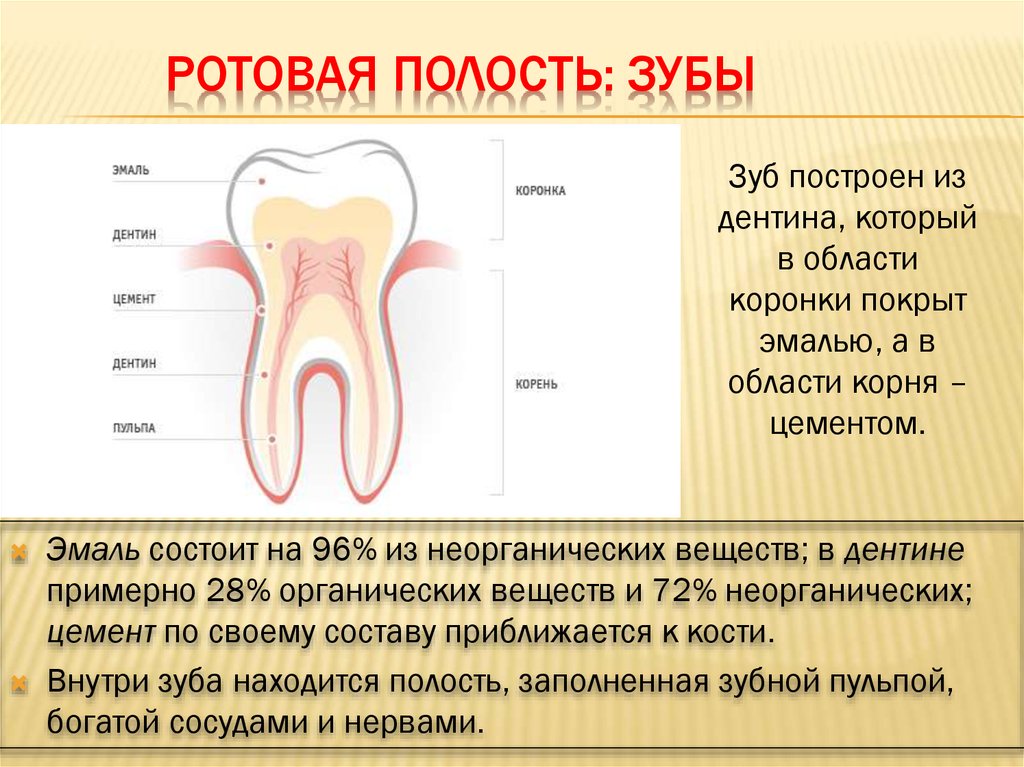 Содержимое полости рта. Строение зуба полость зуба.