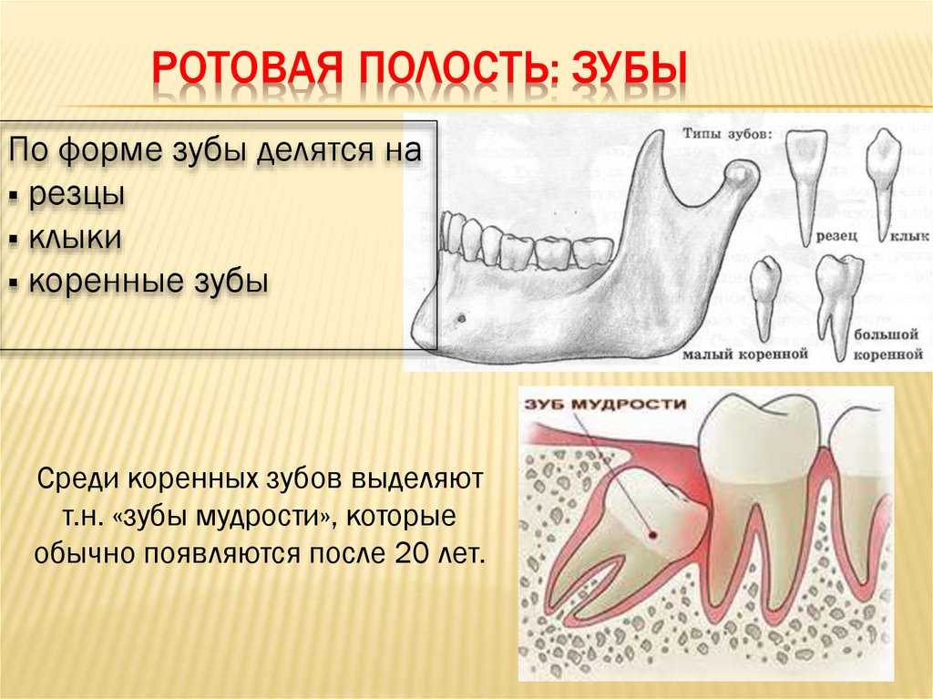 Тип строения зуба. Строение полости рта и зубов. Строение коренного зуба. Резцы клыки и коренные зубы.