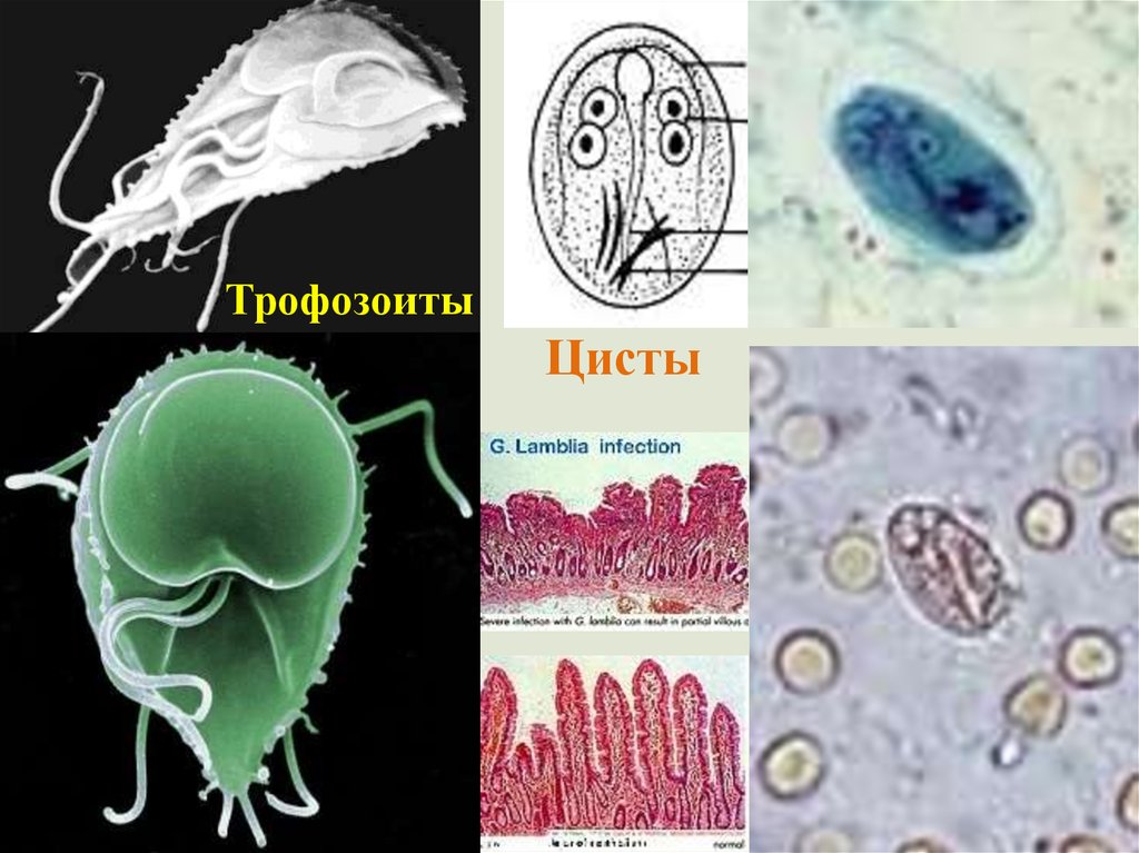 Медицинская протозоология презентация