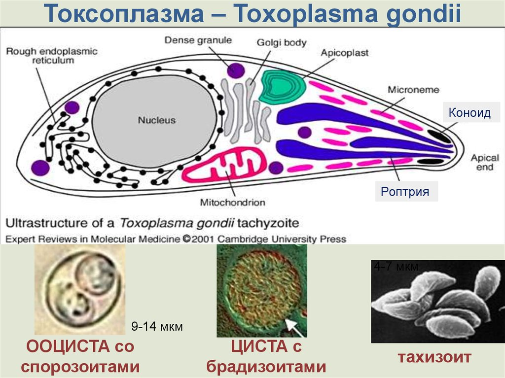 Токсоплазма рисунок с подписями