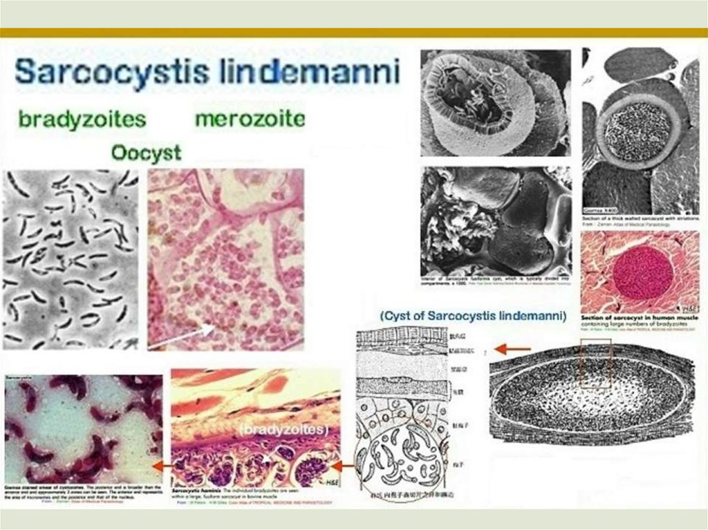 Саркоцистоз животных фото