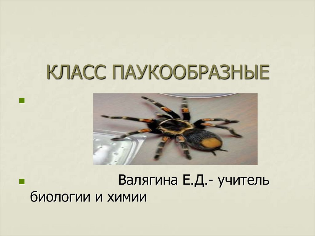 Класс паукообразные презентация 7 класс биология