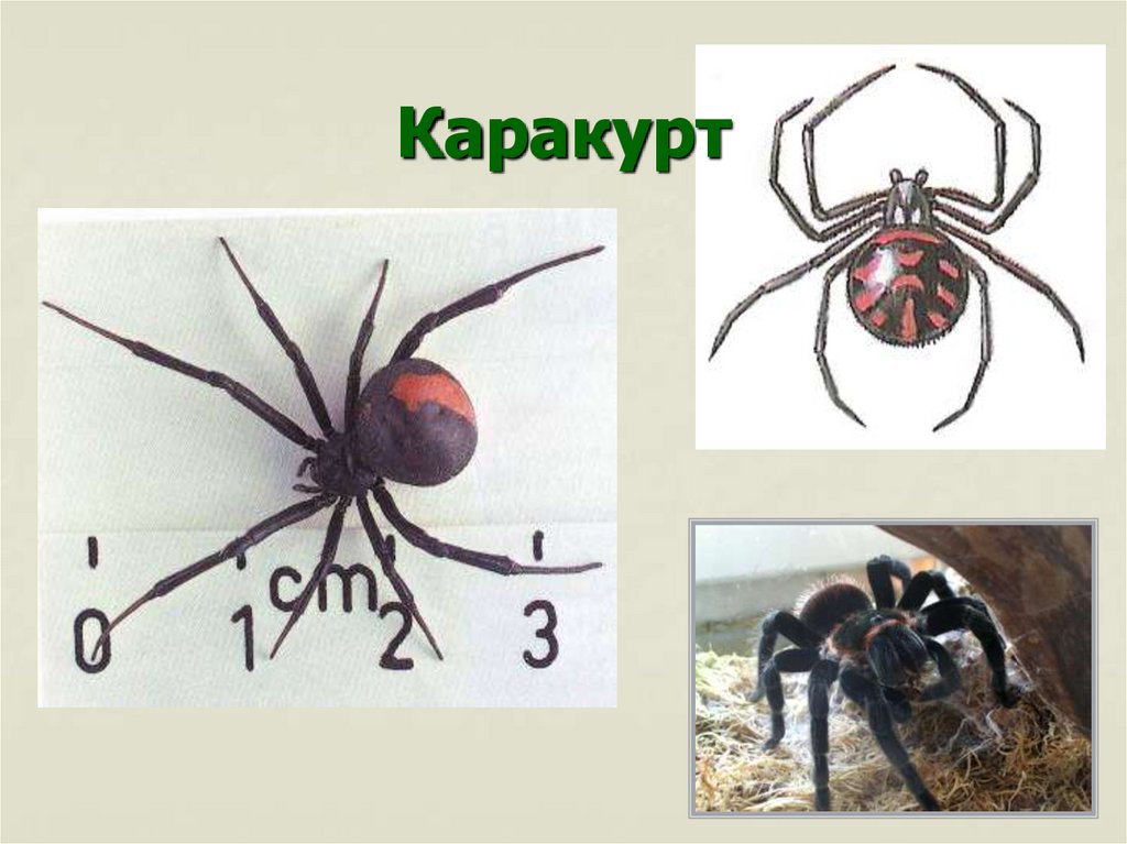 Тарантул рисунок с подписями