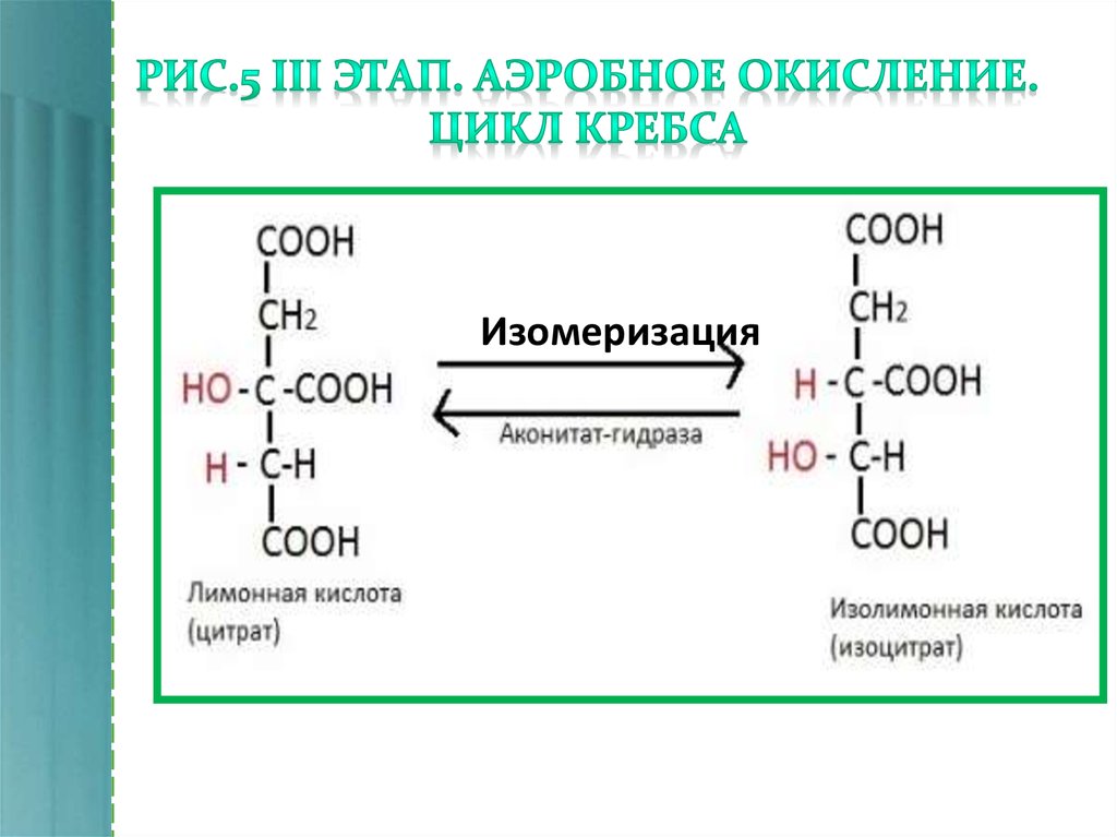 Аэробное соединение. Аэробное окисление. Этапы аэробного окисления. Окисление циклов. Аэробное окисление белков.