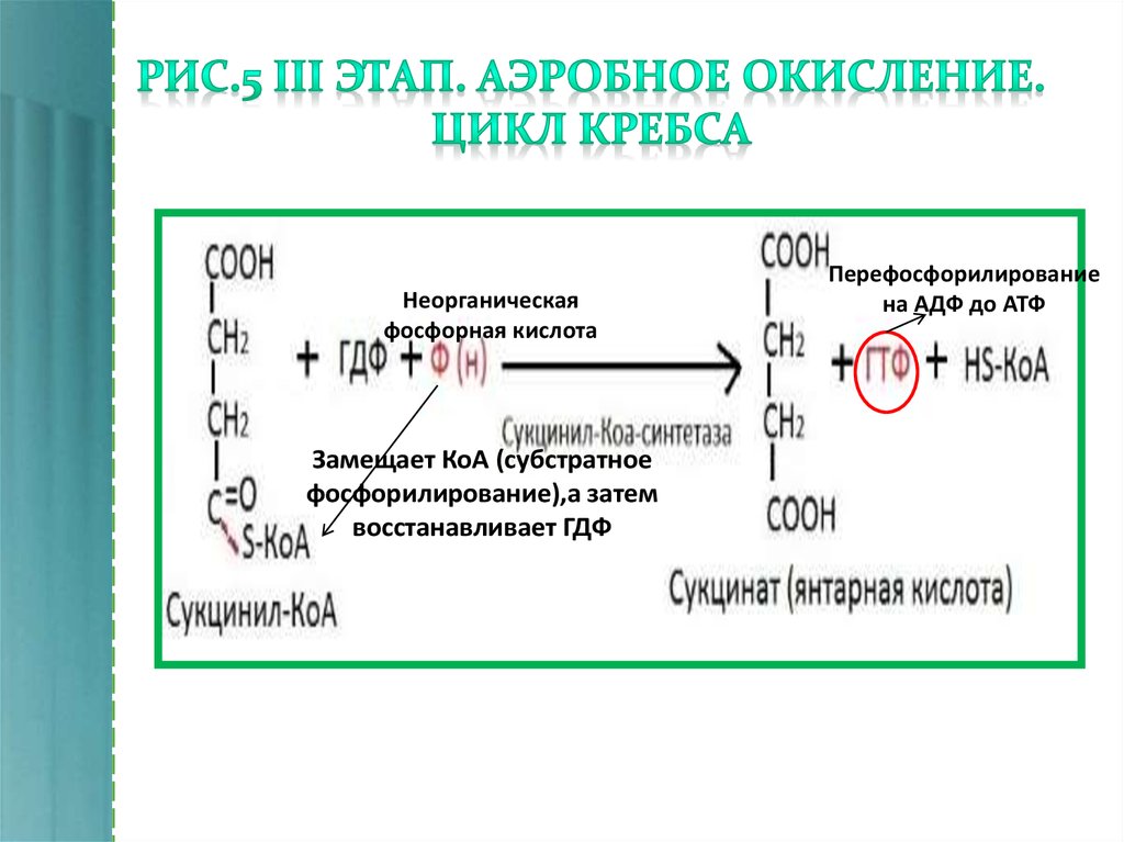 Аэробное фосфорилирование глюкозы. Реакция цикла Кребса с субстратным фосфорилированием. Реакция субстратного фосфорилирования в цикле Кребса. Реакции субстратного фосфорилирования в гликолизе и цикле Кребса. Реакция субстратного фосфорилирования в ЦТК.