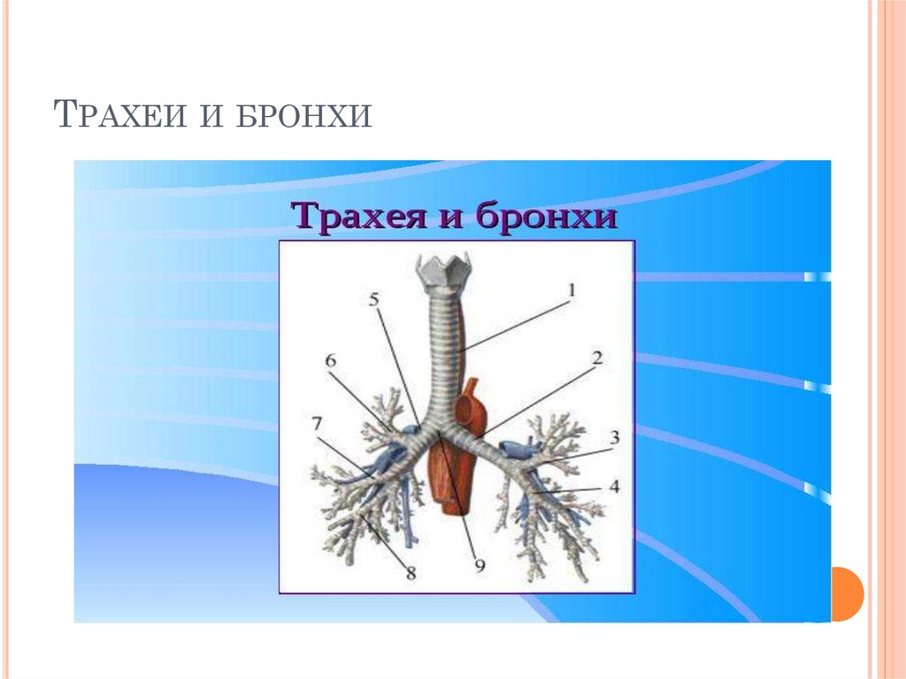 Трахея относится к органам дыхания. Функция трахеи голосообразования. Трахеи и бронхи это одно и тоже. Швы трахеи и бронхов. Макет трахеи.