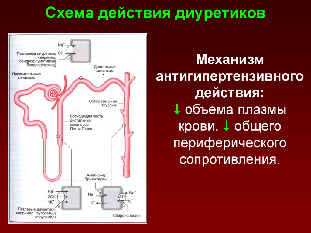 Бра диуретики