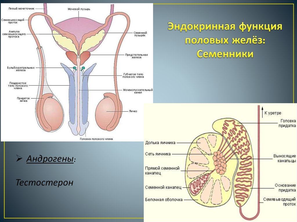 Орган мужчины видео. Железы мужской половой системы функции. Семявыносящий проток анатомия строение. Строение мужских половых желез анатомия.