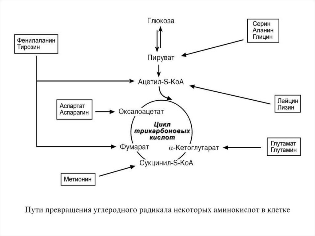 Конечные продукты белков. На примере обмена белков повторим изученные превращения.