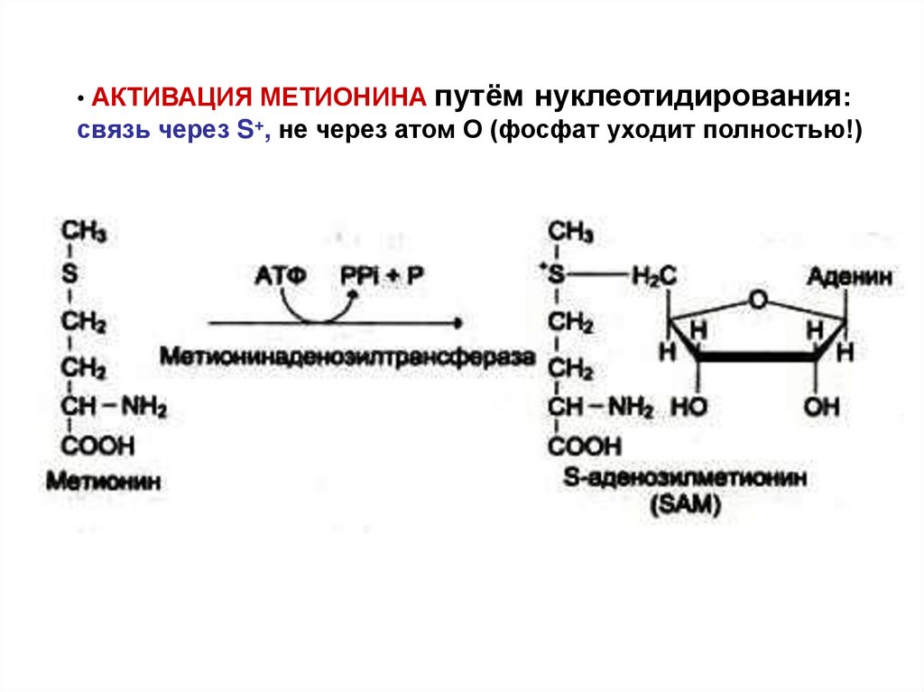 Структура активного метионина