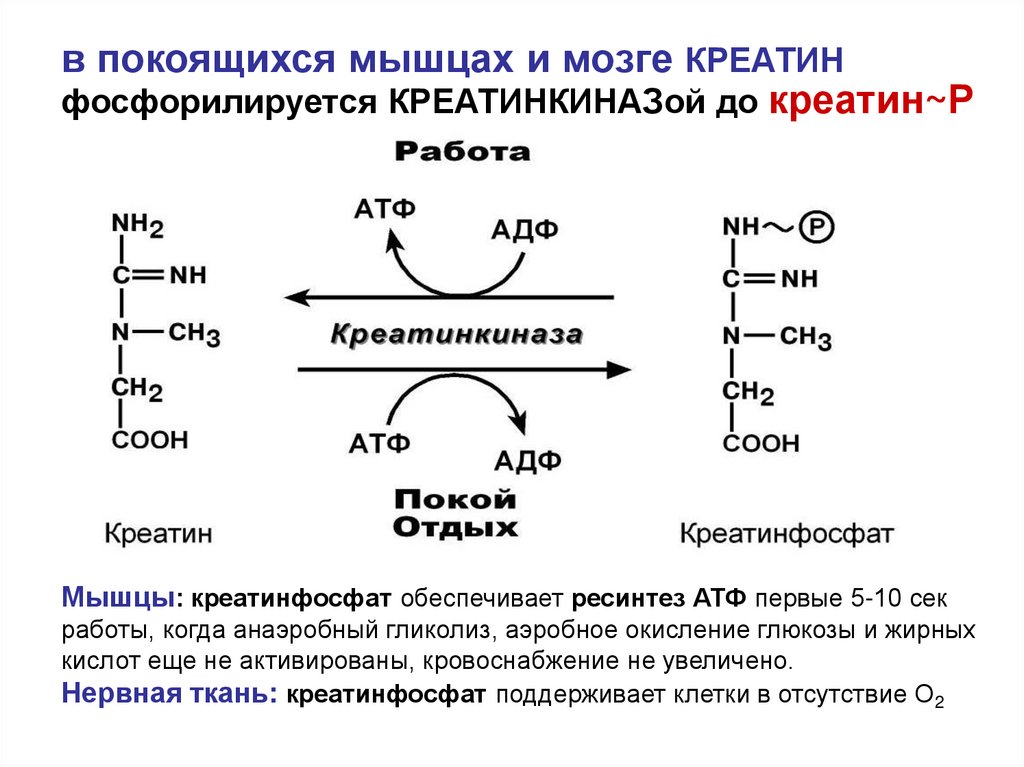 Мышечный креатинфосфат. АТФ ресинтез креатинфосфат. Синтез креатинфосфата биохимия. Креатинфосфат строение функции. Распад АТФ ресинтез креатинфосфат.