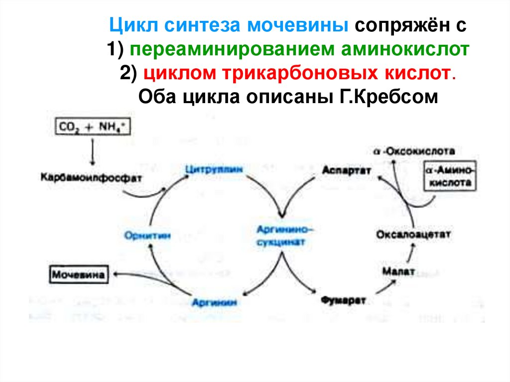 Сложный синтез. Орнитиновый цикл и цикл трикарбоновых кислот. Взаимосвязь цикла мочевинообразования с ЦТК. Цикл мочевины и цикл Кребса. Цикл мочевины и ЦТК.