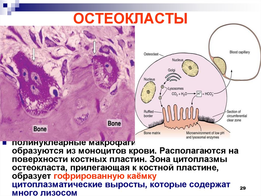 Схема строение остеокласта