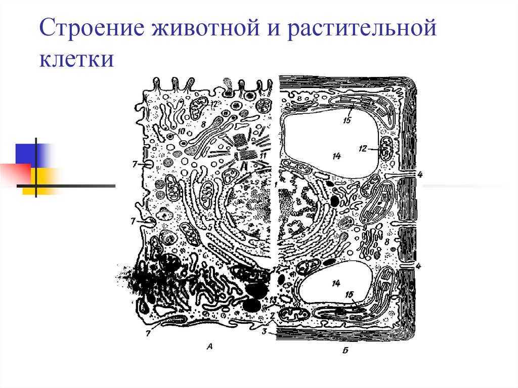 Схема строения растительной клетки рисунок