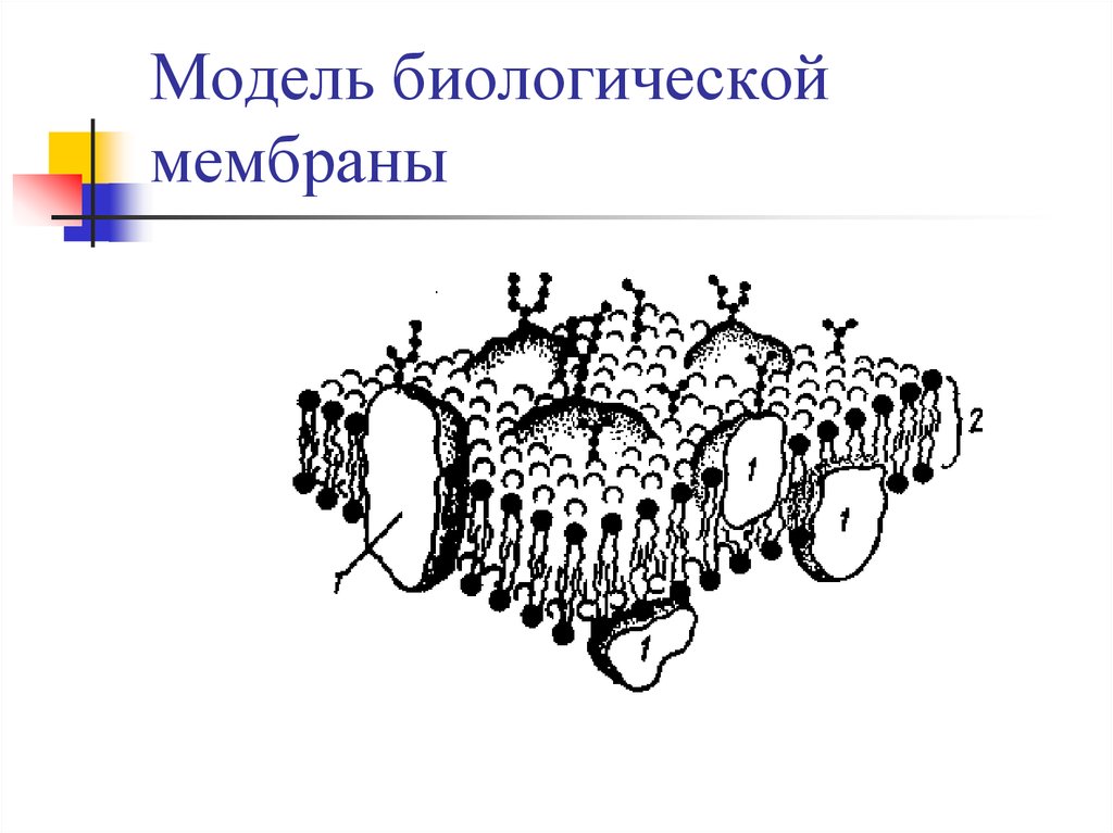 Схема строения биологической мембраны - 80 фото