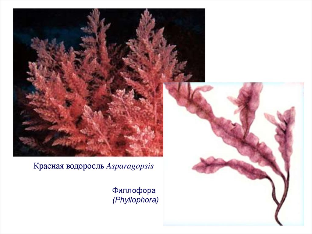 Красной водорослью является. Филлофора водоросль. Порфира водоросль и Филлофора. Красные водоросли Филлофора. Филлофора водоросль строение.
